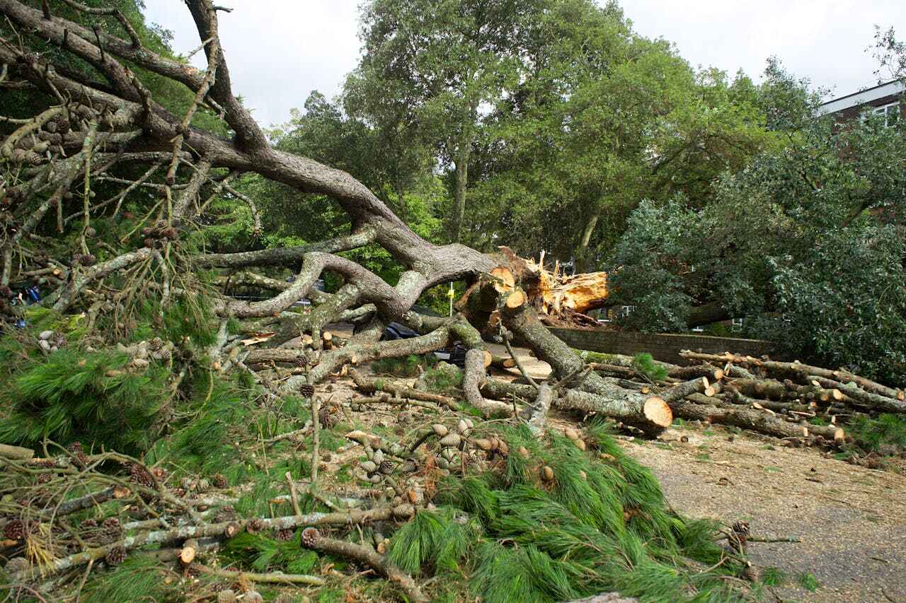 Dead Tree Removal in Fayetteville, AL